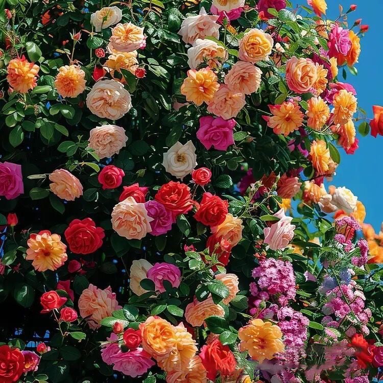255 Samen Kletterrosen-Samen – Atemberaubende Blüten für Ihren Garten Mivoza Deutschland