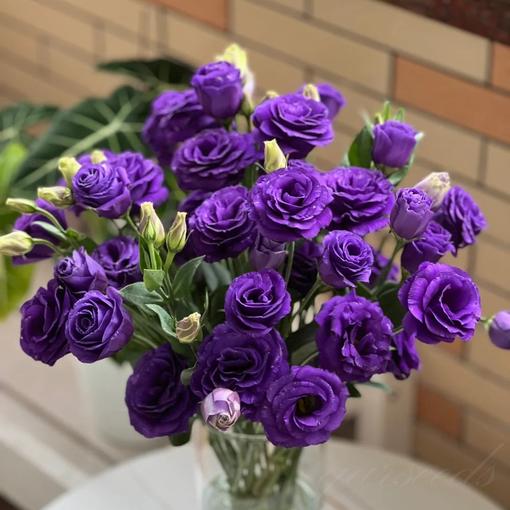 200 Samen Eustoma-Dornlose Rosensamen – Schnelles Keimen & Lange Blütezeit Mivoza Deutschland