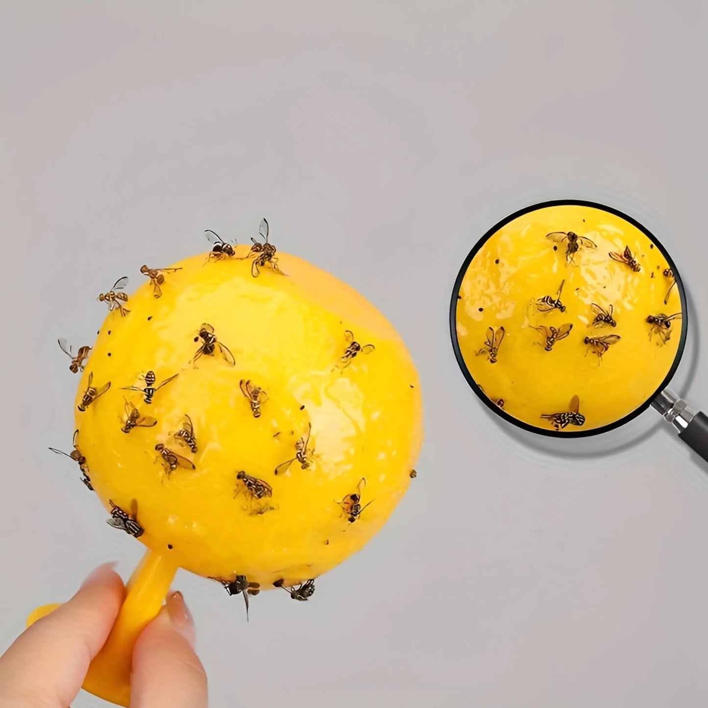 1+1 Gratis | StickyGlobe™ Keine lästigen Fliegen und Käfer mehr! Mivoza Deutschland