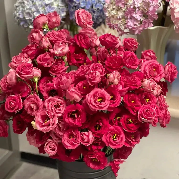200 Samen Eustoma-Dornlose Rosensamen – Schnelles Keimen & Lange Blütezeit Mivoza Deutschland