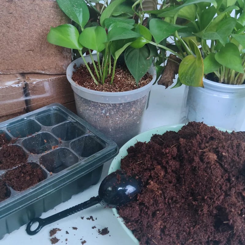 2er-Set Kokoserde Briketts für Pflanzen – organisches Anzuchtsubstrat mit hoher Wasserspeicherung! Mivoza Deutschland