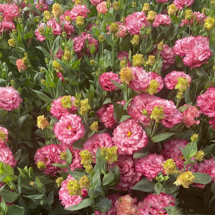 200 Samen Eustoma-Dornlose Rosensamen – Schnelles Keimen & Lange Blütezeit Mivoza Deutschland