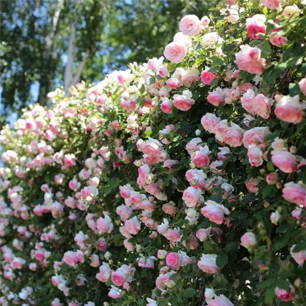 255 Samen Kletterrosen-Samen – Atemberaubende Blüten für Ihren Garten Mivoza Deutschland