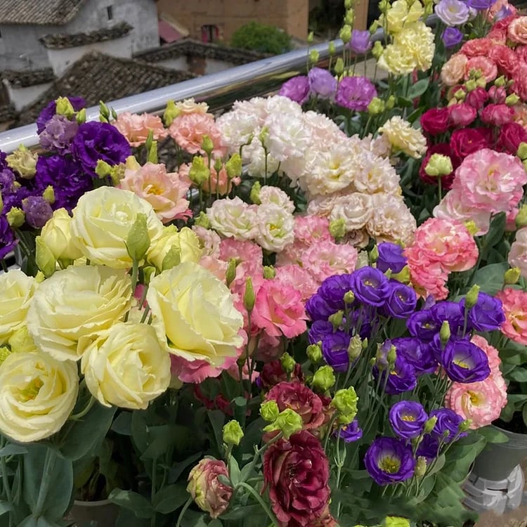 200 Samen Eustoma-Dornlose Rosensamen – Schnelles Keimen & Lange Blütezeit Mivoza Deutschland