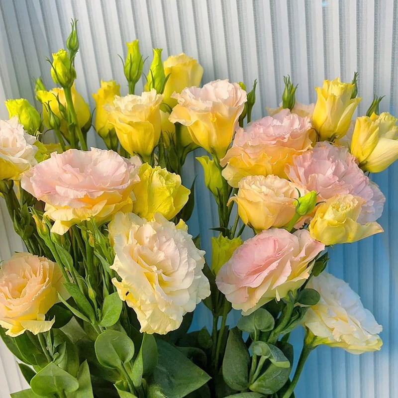 200 Samen Eustoma-Dornlose Rosensamen – Schnelles Keimen & Lange Blütezeit Mivoza Deutschland