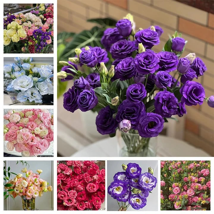 200 Samen Eustoma-Dornlose Rosensamen – Schnelles Keimen & Lange Blütezeit Mivoza Deutschland