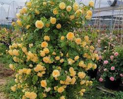 255 Samen Kletterrosen-Samen – Atemberaubende Blüten für Ihren Garten Mivoza Deutschland