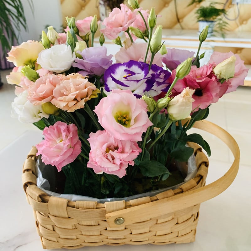 200 Samen Eustoma-Dornlose Rosensamen – Schnelles Keimen & Lange Blütezeit Mivoza Deutschland