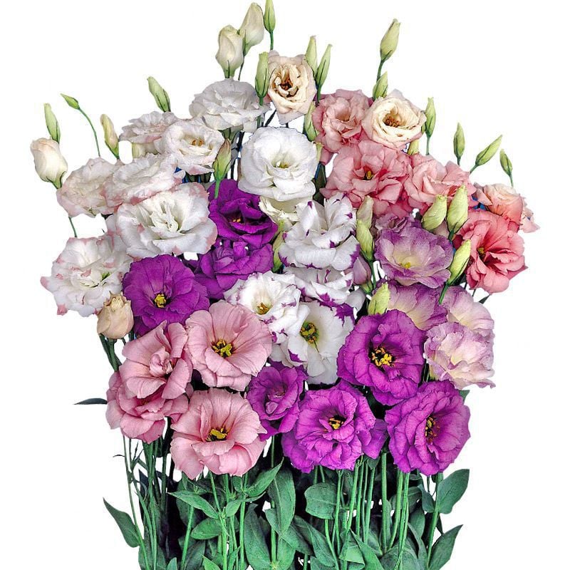 200 Samen Eustoma-Dornlose Rosensamen – Schnelles Keimen & Lange Blütezeit Mivoza Deutschland