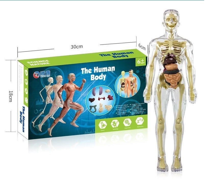 3D-Modell des menschlichen Körpers – Spielerisches Anatomie-Lernen Mivoza Deutschland
