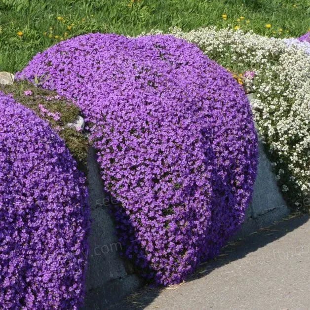 500 Stück Kriechender Thymiansamen – für begehbare, pflegeleichte Blühflächen! Mivoza Deutschland