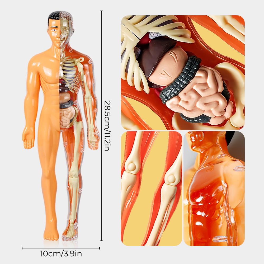 3D-Modell des menschlichen Körpers – Spielerisches Anatomie-Lernen Mivoza Deutschland