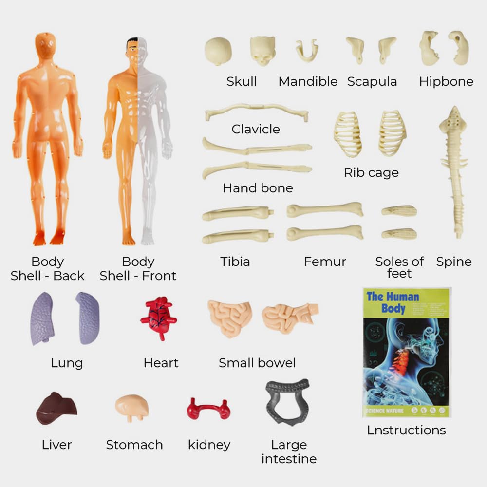 3D-Modell des menschlichen Körpers – Spielerisches Anatomie-Lernen Mivoza Deutschland