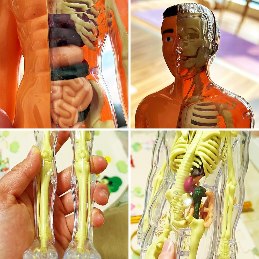 3D-Modell des menschlichen Körpers – Spielerisches Anatomie-Lernen Mivoza Deutschland