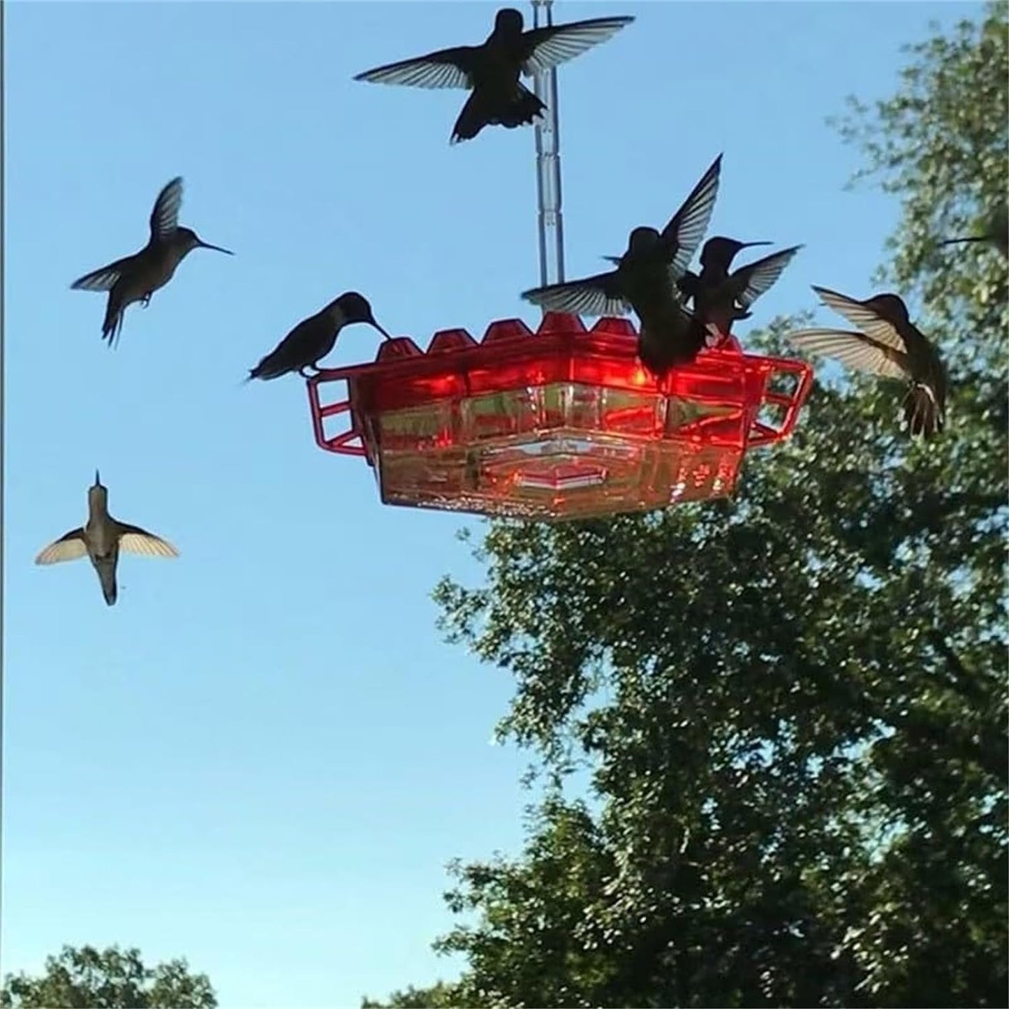 Kolibri-Futterspender zum Aufhängen – Für einen lebendigen Garten voller Farbe und Leben Mivoza Deutschland