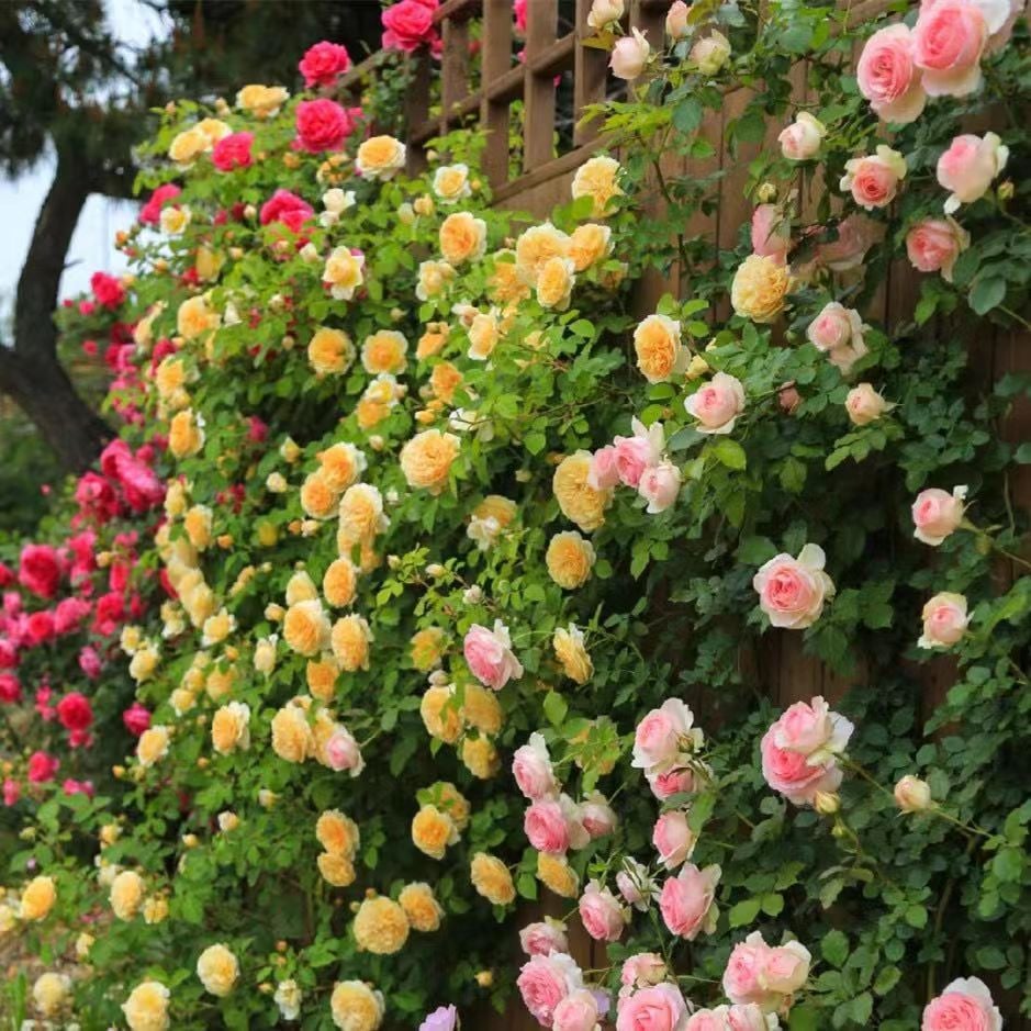 255 Samen Kletterrosen-Samen – Atemberaubende Blüten für Ihren Garten Mivoza Deutschland