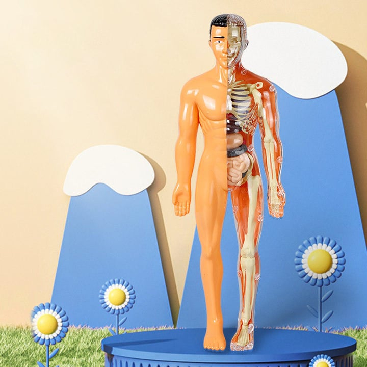 3D-Modell des menschlichen Körpers – Spielerisches Anatomie-Lernen Mivoza Deutschland