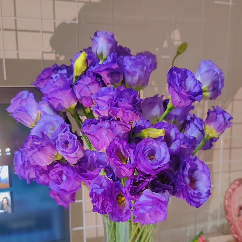 200 Samen Eustoma-Dornlose Rosensamen – Schnelles Keimen & Lange Blütezeit Mivoza Deutschland