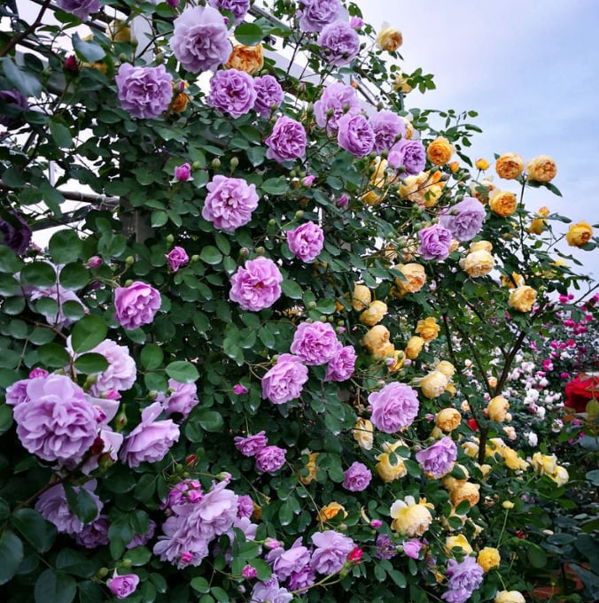 255 Samen Kletterrosen-Samen – Atemberaubende Blüten für Ihren Garten Mivoza Deutschland