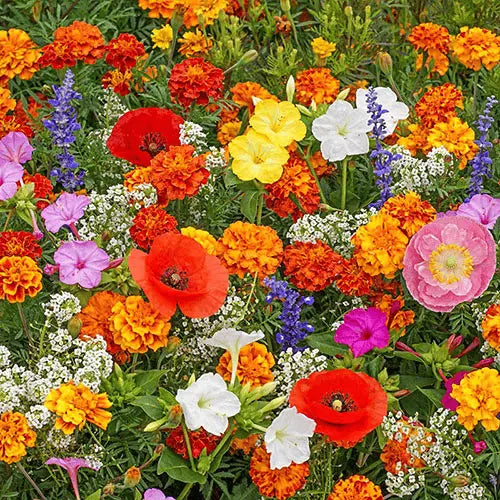 Mehrjährige Blumenmischung für ganzjährige Blütenpracht Mivoza Deutschland