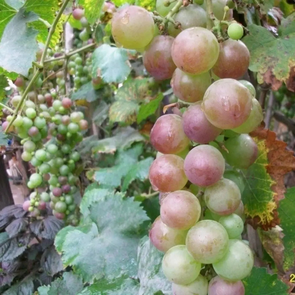 Grape Tree Seeds: Thin-Skinned, Large, and Seedless 🍇🌿 Zorenza