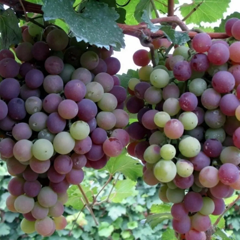 Grape Tree Seeds: Thin-Skinned, Large, and Seedless 🍇🌿 Zorenza