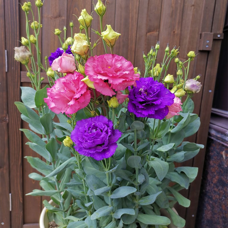 200 Samen Eustoma-Dornlose Rosensamen – Schnelles Keimen & Lange Blütezeit Mivoza Deutschland