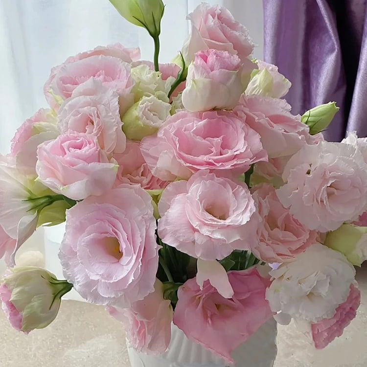 200 Samen Eustoma-Dornlose Rosensamen – Schnelles Keimen & Lange Blütezeit Mivoza Deutschland