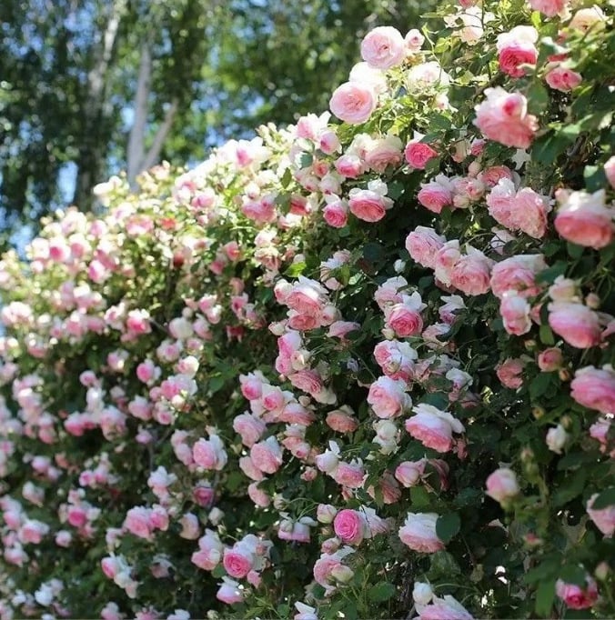 255 Samen Kletterrosen-Samen – Atemberaubende Blüten für Ihren Garten Mivoza Deutschland
