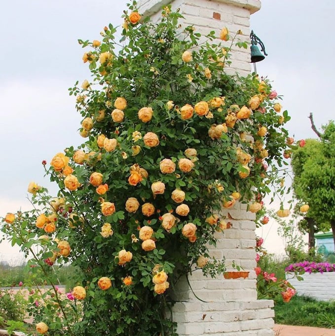255 Samen Kletterrosen-Samen – Atemberaubende Blüten für Ihren Garten Mivoza Deutschland