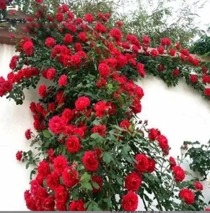 255 Samen Kletterrosen-Samen – Atemberaubende Blüten für Ihren Garten Mivoza Deutschland
