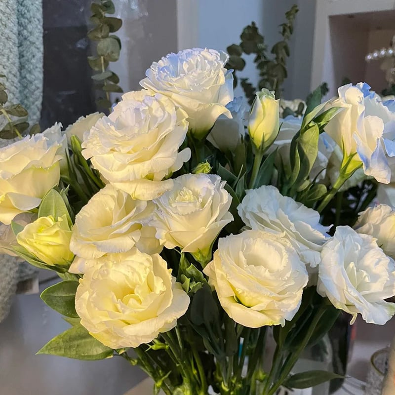 200 Samen Eustoma-Dornlose Rosensamen – Schnelles Keimen & Lange Blütezeit Mivoza Deutschland