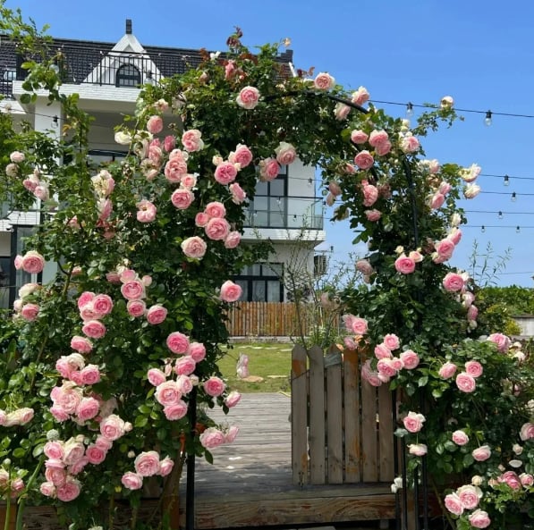 255 Samen Kletterrosen-Samen – Atemberaubende Blüten für Ihren Garten Mivoza Deutschland
