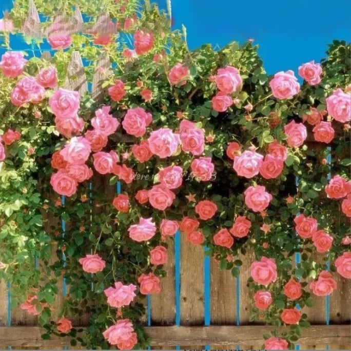 255 Samen Kletterrosen-Samen – Atemberaubende Blüten für Ihren Garten Mivoza Deutschland
