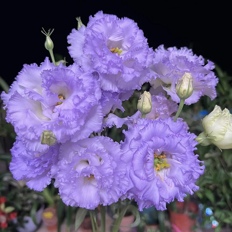 200 Samen Eustoma-Dornlose Rosensamen – Schnelles Keimen & Lange Blütezeit Mivoza Deutschland