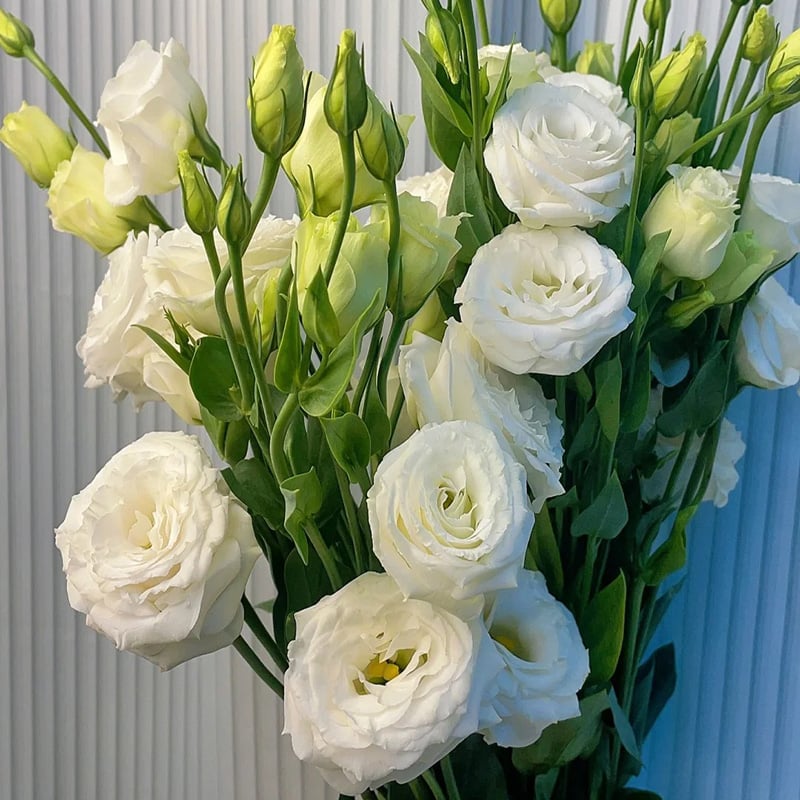 200 Samen Eustoma-Dornlose Rosensamen – Schnelles Keimen & Lange Blütezeit Mivoza Deutschland