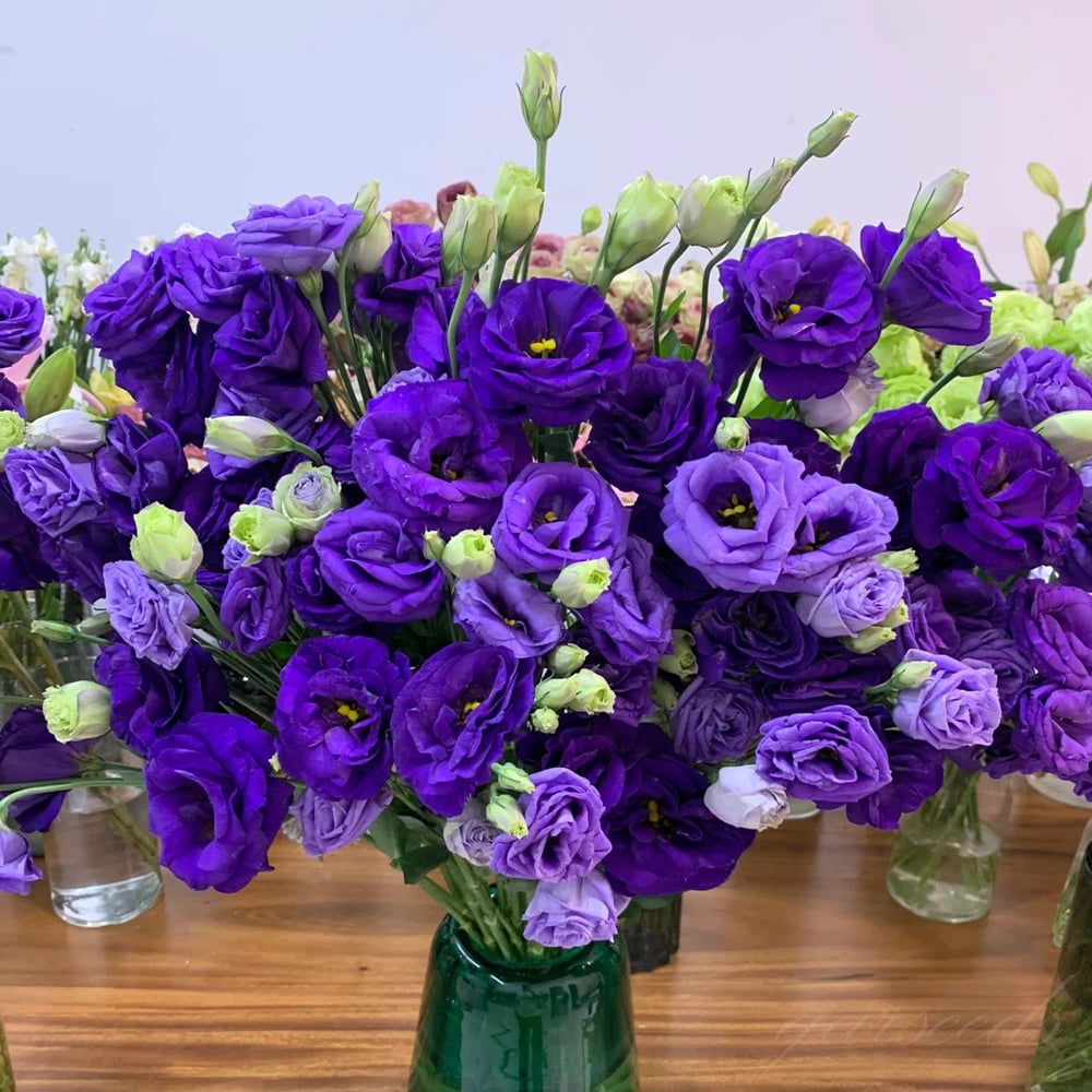 200 Samen Eustoma-Dornlose Rosensamen – Schnelles Keimen & Lange Blütezeit Mivoza Deutschland
