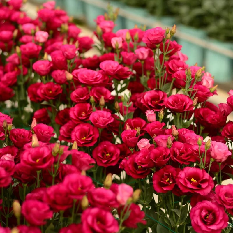 200 Samen Eustoma-Dornlose Rosensamen – Schnelles Keimen & Lange Blütezeit Mivoza Deutschland