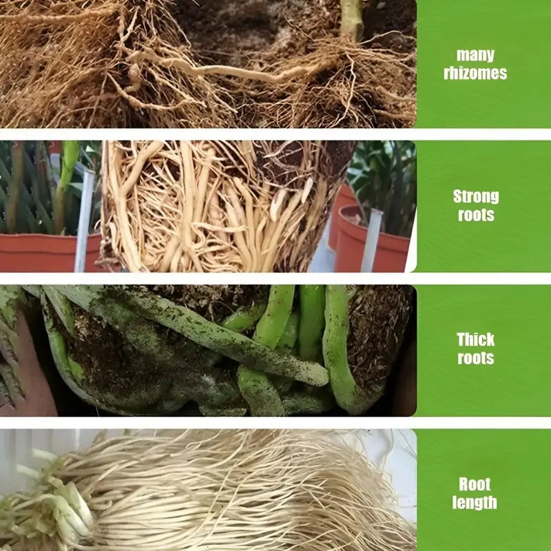 1+2 Gratis | Flüssige Lösung zur Aktivierung von Pflanzen und Blumen Mivoza Deutschland