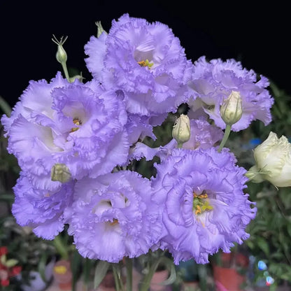 200 Samen Eustoma-Dornlose Rosensamen – Schnelles Keimen & Lange Blütezeit Mivoza Deutschland