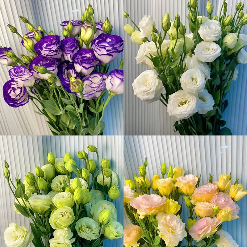 200 Samen Eustoma-Dornlose Rosensamen – Schnelles Keimen & Lange Blütezeit Mivoza Deutschland