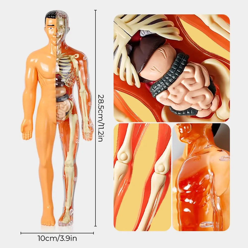 3D-Modell des menschlichen Körpers – Spielerisches Anatomie-Lernen Mivoza Deutschland