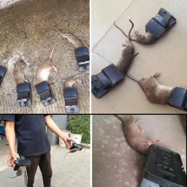 Starke Rattenfalle – Hochsensible Schnappfalle Mivoza Deutschland