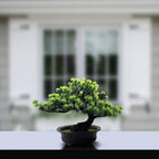 Immergrüner Bonsai
