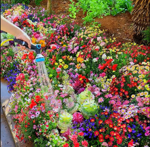 1000 Samen Mehrjährige Blumenmischung – 60+ Sorten für ganzjährige Blüten Mivoza Deutschland