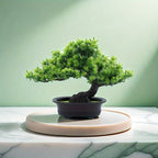 Immergrüner Bonsai