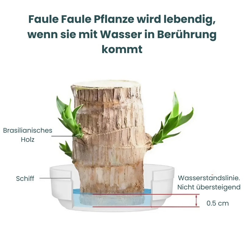 Glücksbringer Brasilholz Topfpflanze