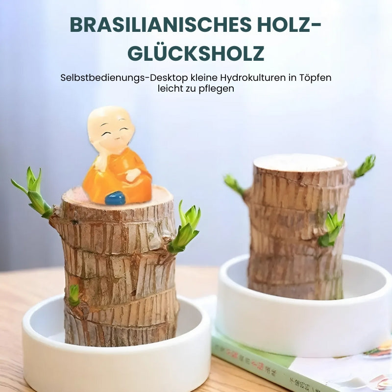 Glücksbringer Brasilholz Topfpflanze