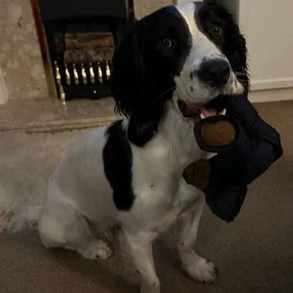 Langlebiges Hunde-Kauspielzeug – Hält hartem Kauen stand