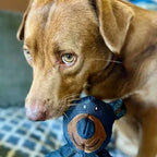 Langlebiges Hunde-Kauspielzeug – Hält hartem Kauen stand